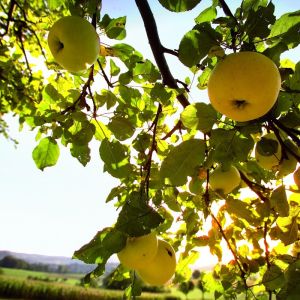 apfel_4