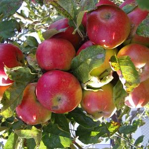 apfel_8